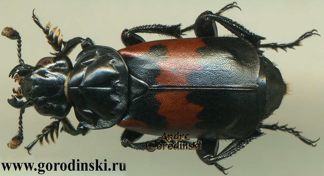 http://www.gorodinski.ru/silphidae/Nicrophorus oberthuri.jpg